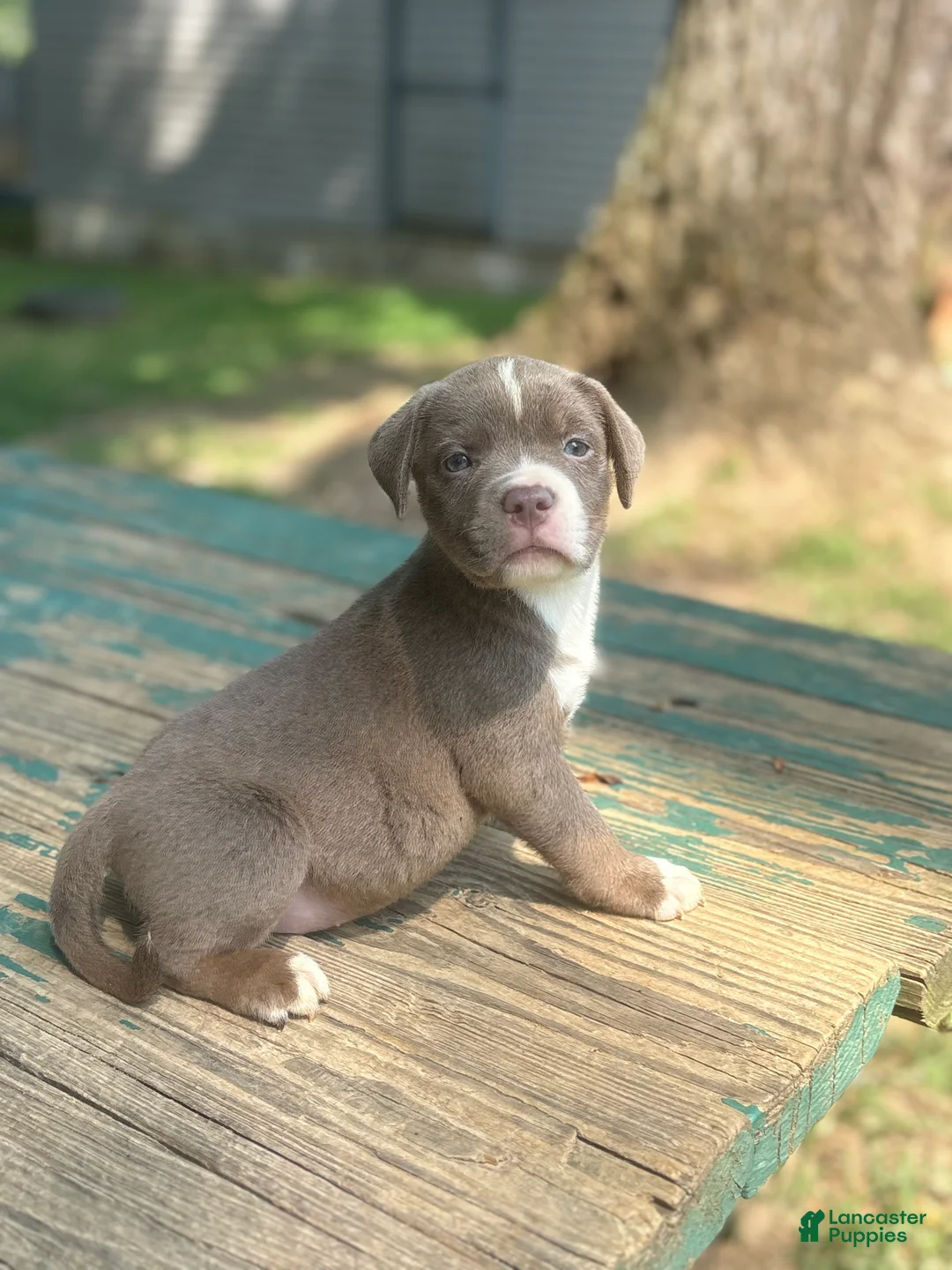 American Bully dogs for sale: Beauty - Ad 1