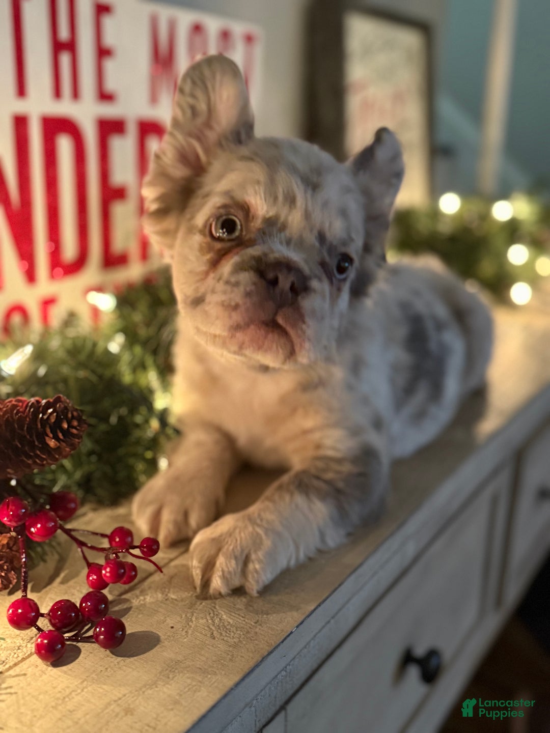 French Bulldog dogs for sale: Buddy - Ad 1