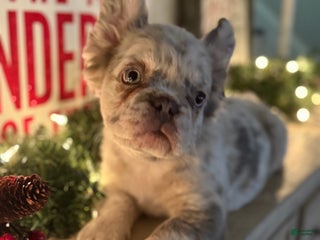 French Bulldog dogs Buddy - Ad 19