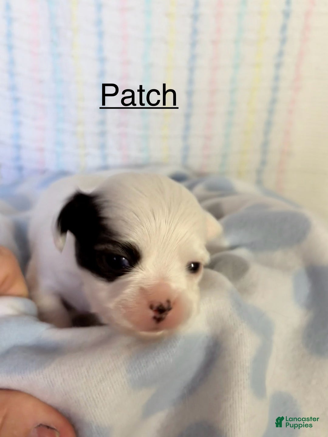 Chihuahua dogs for sale: Chihuahua Puppy 4 - Ad 3