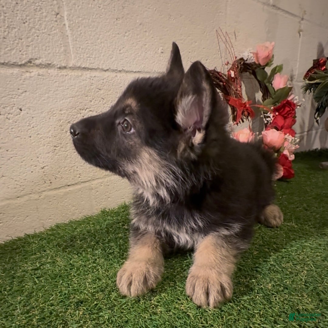 German Shepherd dogs for sale: SWAYZE - Ad 9