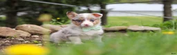 Welsh Corgi Pembroke dogs for sale: Frankie - Ad 6