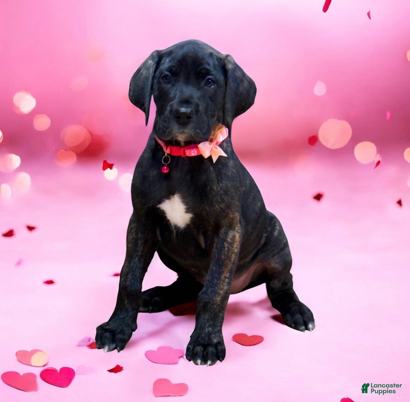 Great Dane dogs Luna  - Ad 24