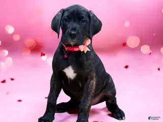 Great Dane dogs Luna - Ad 17