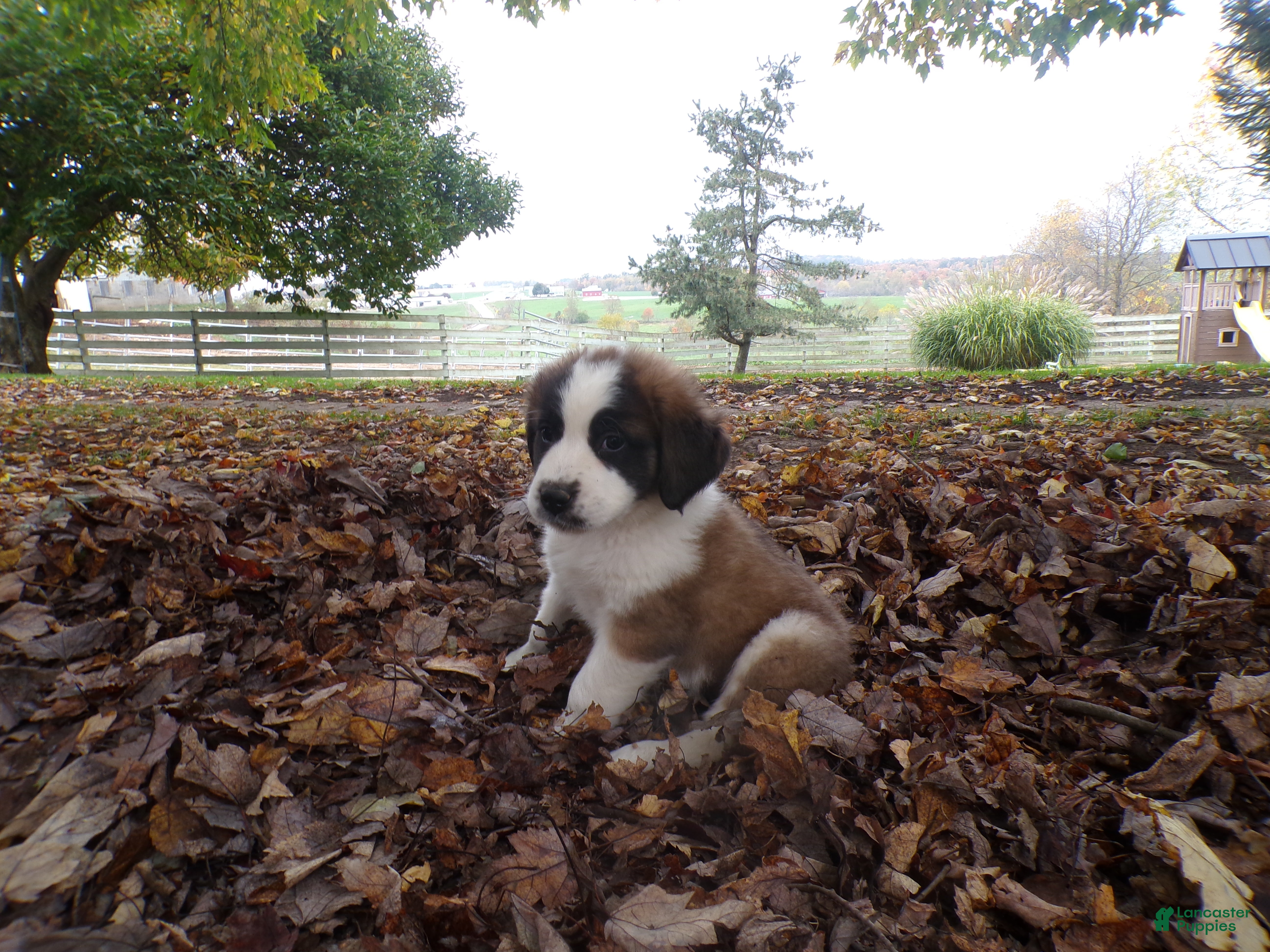 Saint Bernard dogs Belle - Ad 23