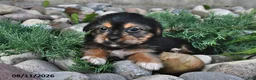 Shorkie dogs for sale: Stella - Ad 3