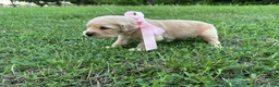 Golden Retriever dogs for sale: Golden Retriever 4 - Ad 1