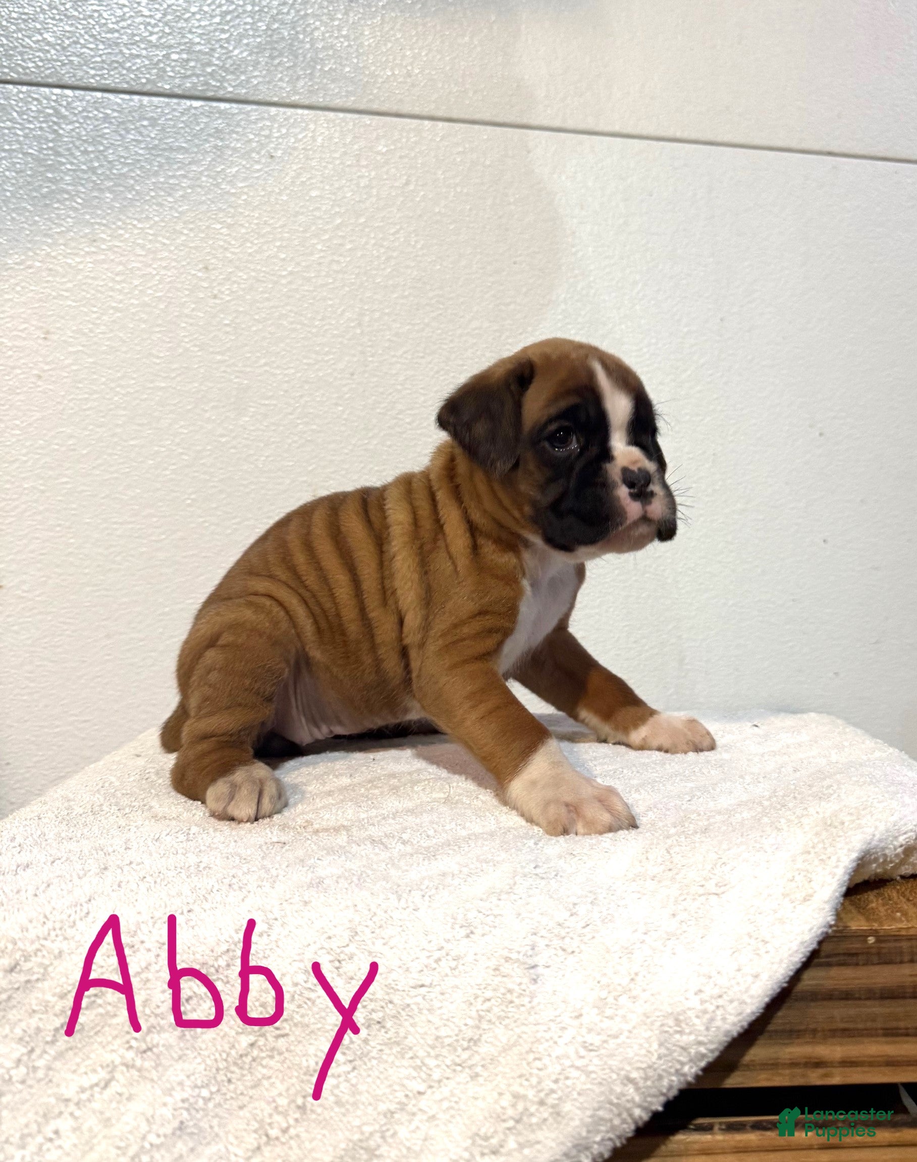 Boxer dogs Abby - Ad 2