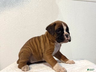 Boxer dogs Abby - Ad 26