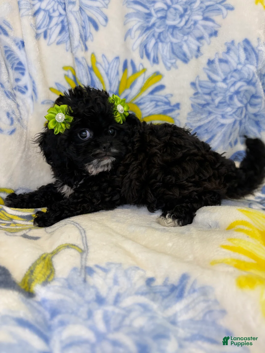 Mixed Breed dogs for sale: Mixed Breed 2 - Ad 2