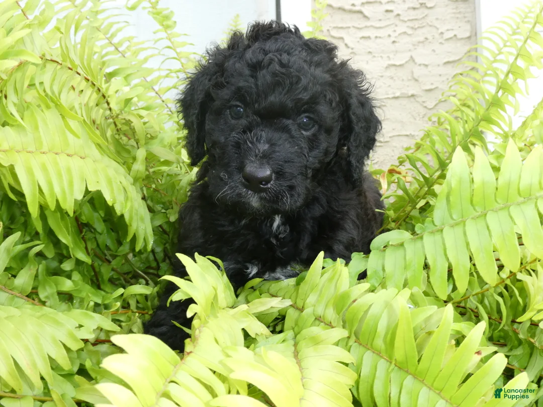 Bernedoodle dogs for sale: Nash - Ad 1