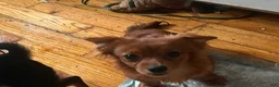Mixed Breed dogs for sale: Joy - Ad 8