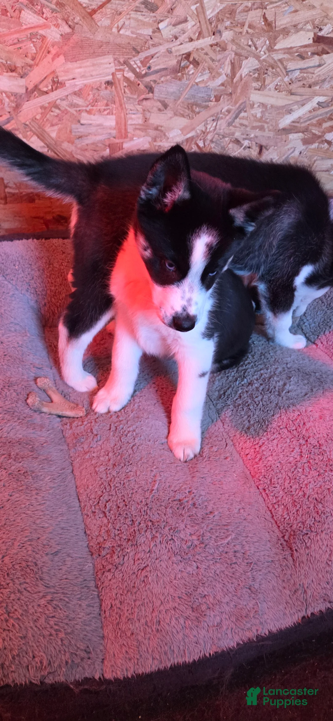 Siberian Husky dogs for sale: Saint - Ad 11