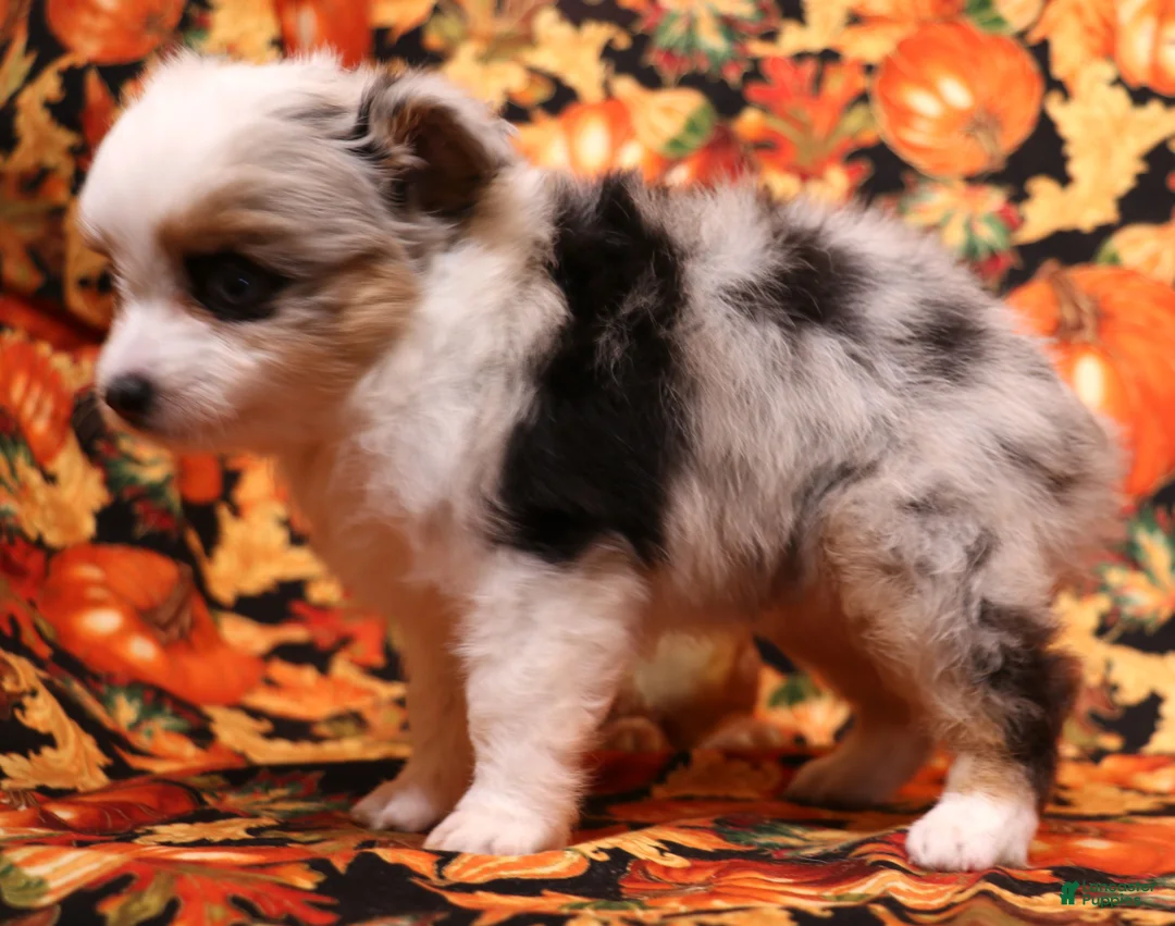 Toy Australian Shepherd dogs for sale: Layla blue eyed tiny blue merle f - Ad 2