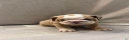 English Bulldog dogs for sale: Faith - Ad 1