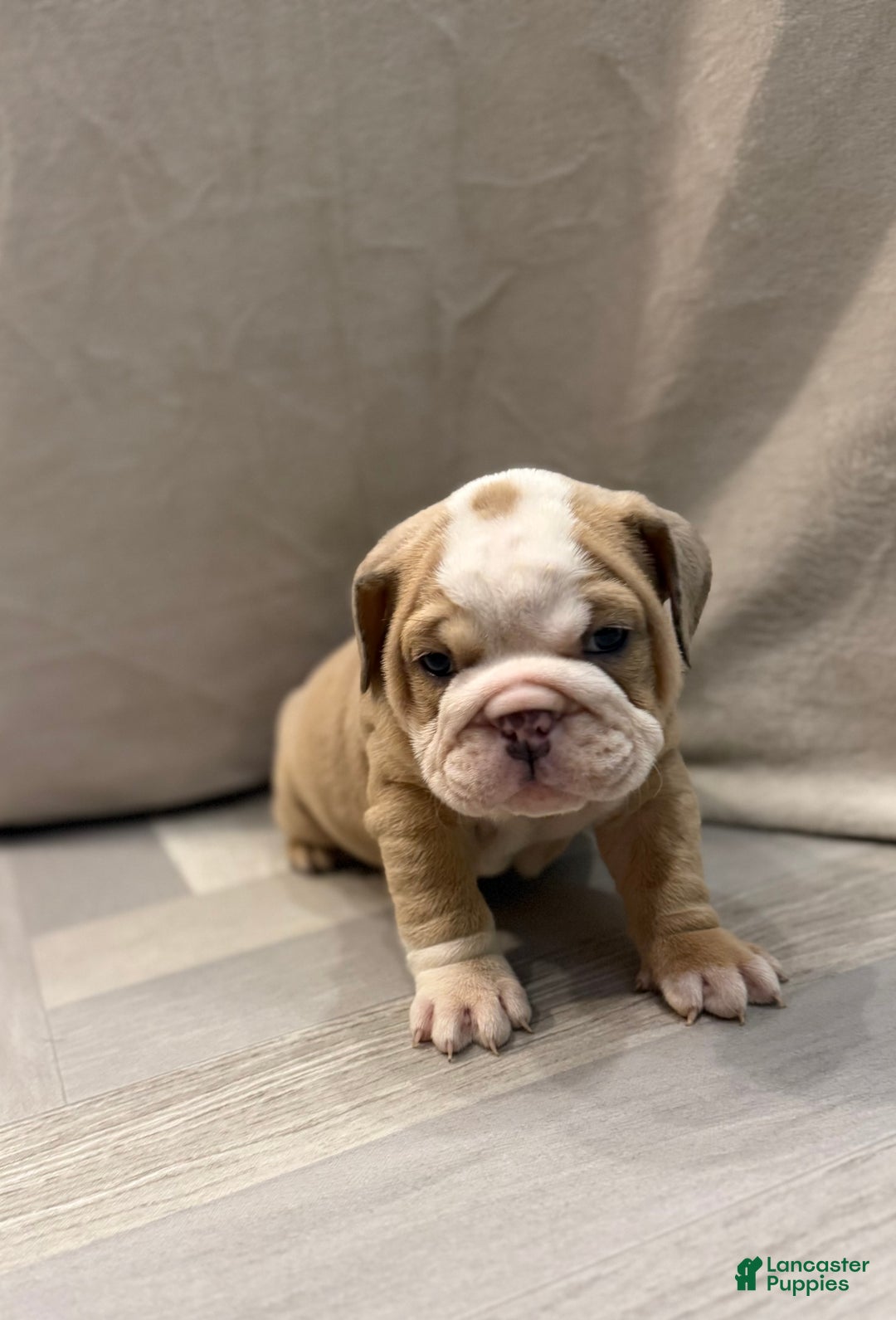 English Bulldog dogs for sale: Faith - Ad 1
