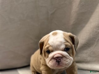 English Bulldog dogs Faith - Ad 40