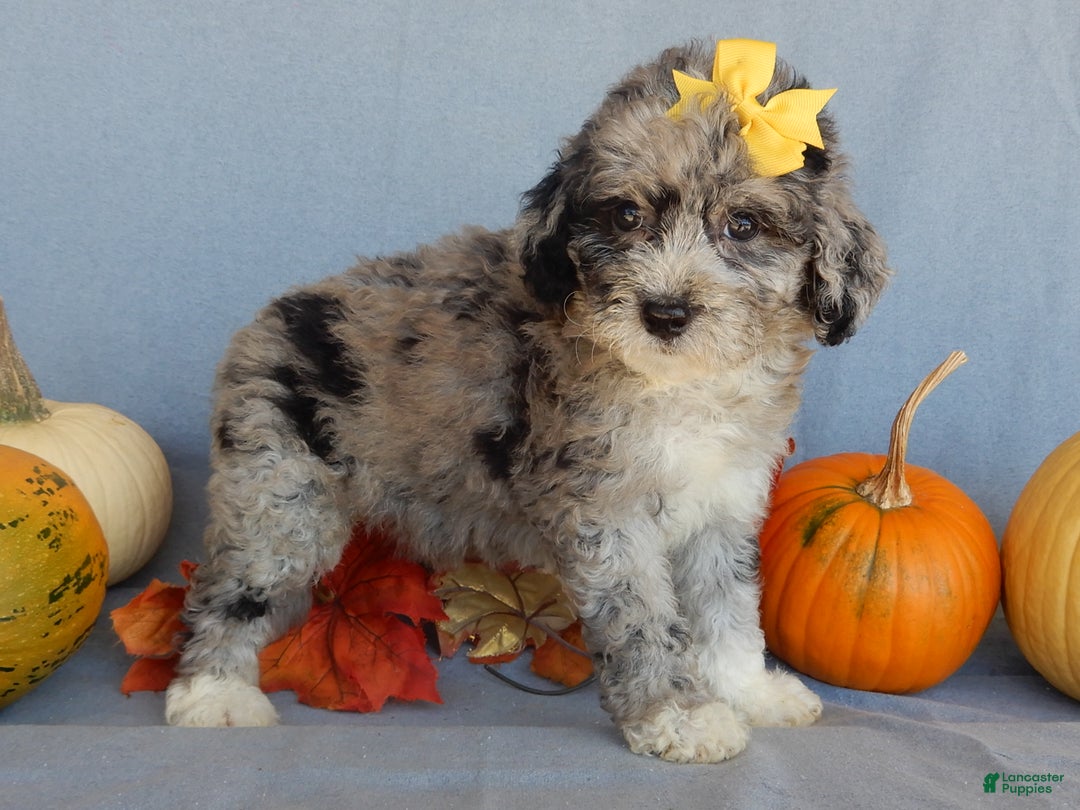 Sheepadoodle dogs for sale: Panda (medium) - Ad 55