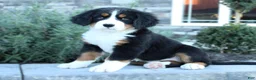 Bernese Mountain Dog dogs for sale: Amber - Ad 2
