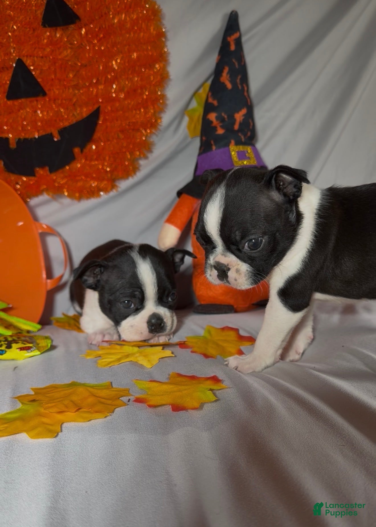 Boston Terrier dogs Carlos - Ad 1
