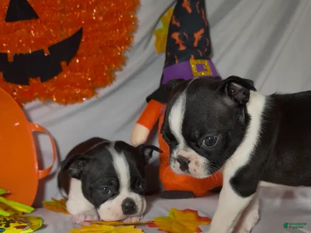 Boston Terrier dogs for sale: Carlos - Ad 1