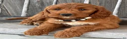 Irish Doodle dogs for sale: Juniper - Ad 6
