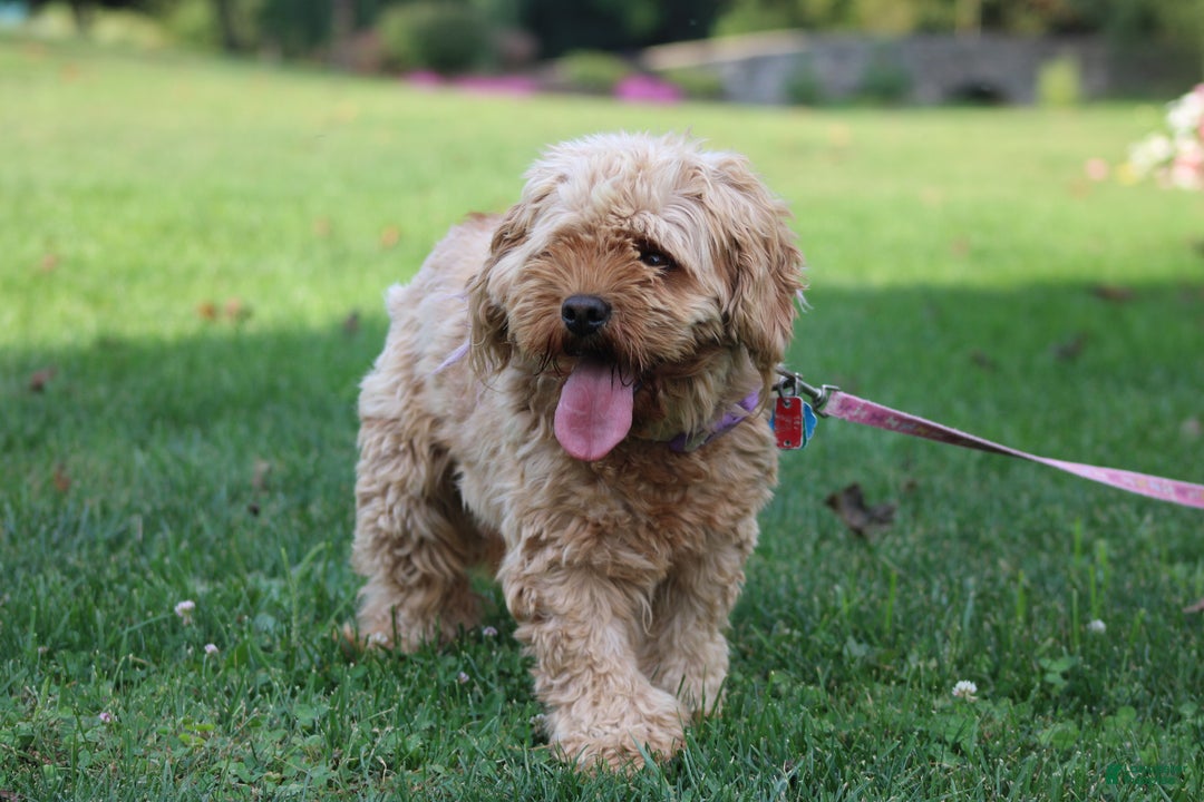 Cavapoo dogs for sale: Paitence - Ad 8