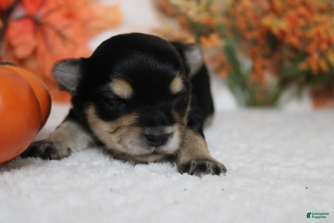 Morkie dogs for sale: Hansel  - Ad 2
