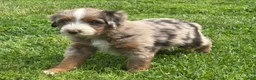 Mixed Breed dogs for sale: Australian Mountain Doodle Mr. Zuckerman - Ad 6