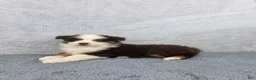 Miniature Australian Shepherd dogs for sale: Rocky - Ad 3