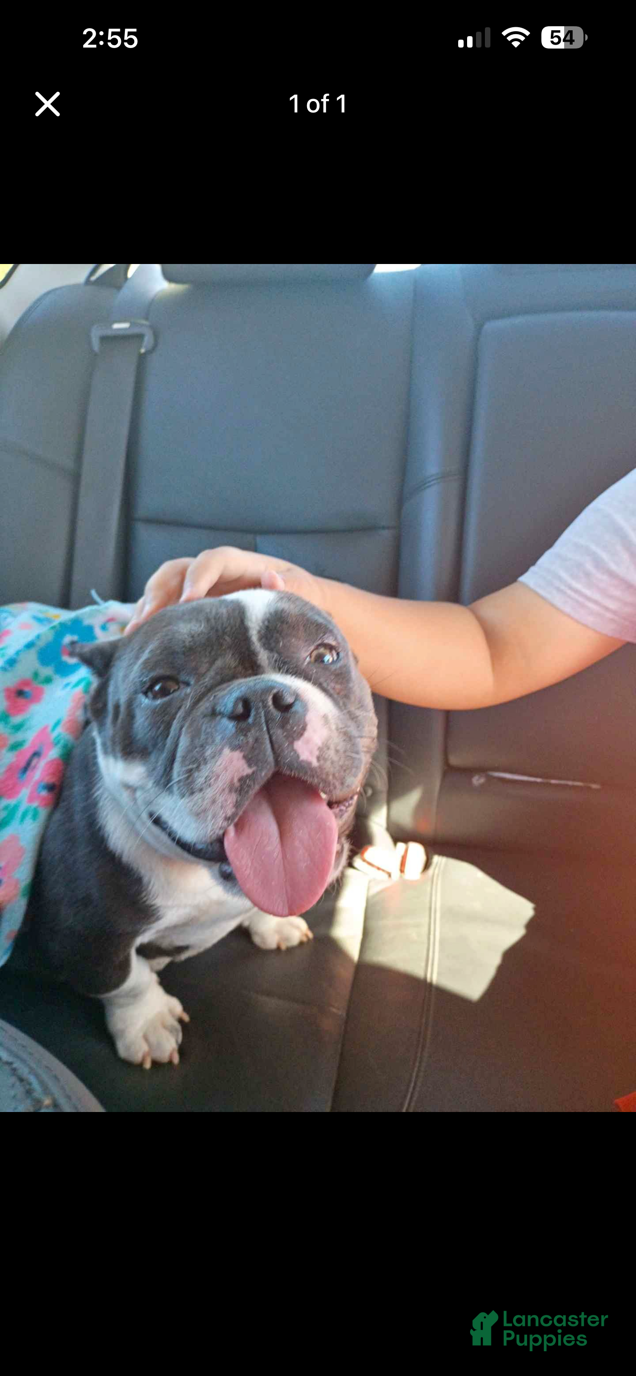 American Bully dogs Princess - Ad 2