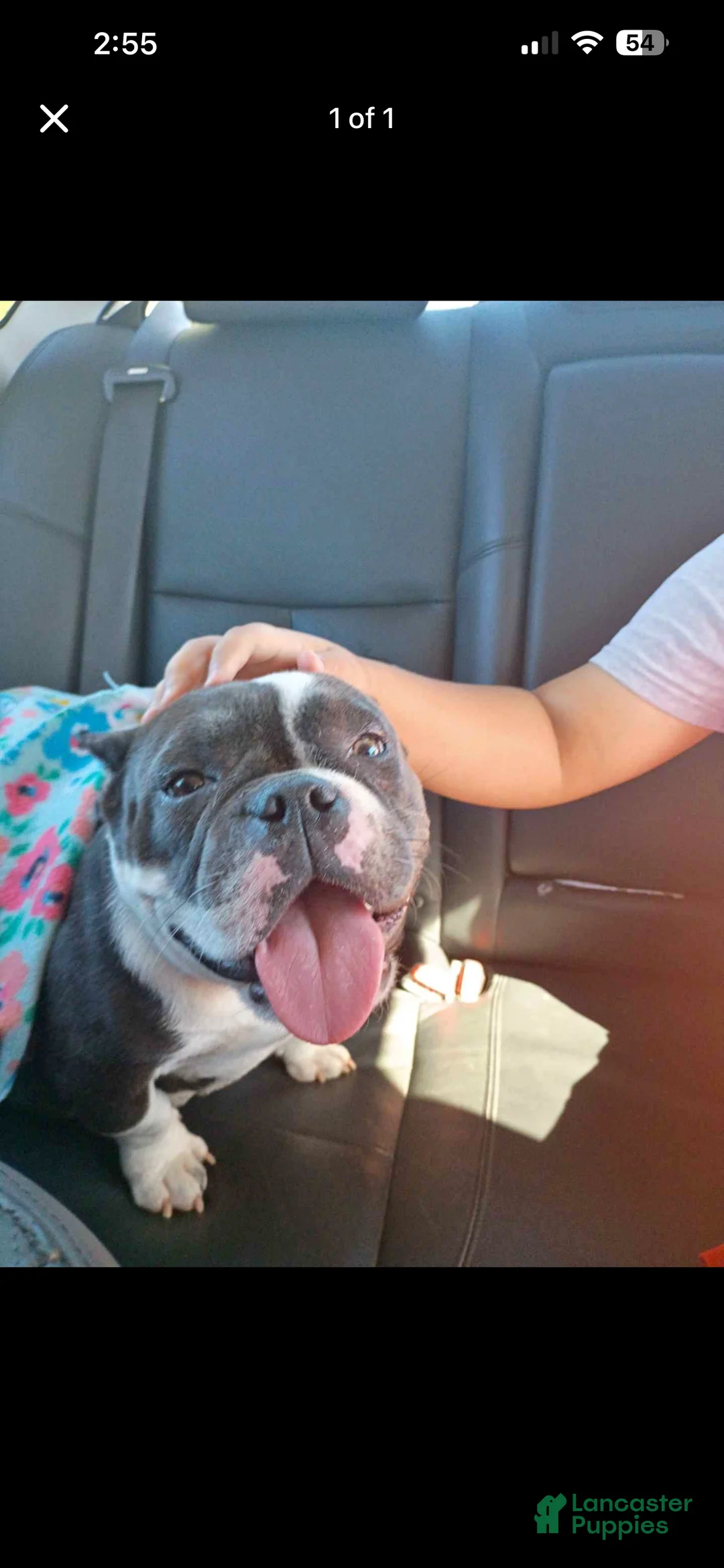 American Bully dogs for sale: Princess - Ad 2