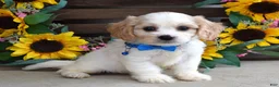 Cavachon dogs for sale: Tyson - Ad 6