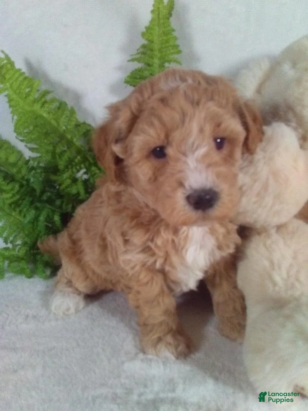 Bichpoo dogs for sale: Alex - Ad 3