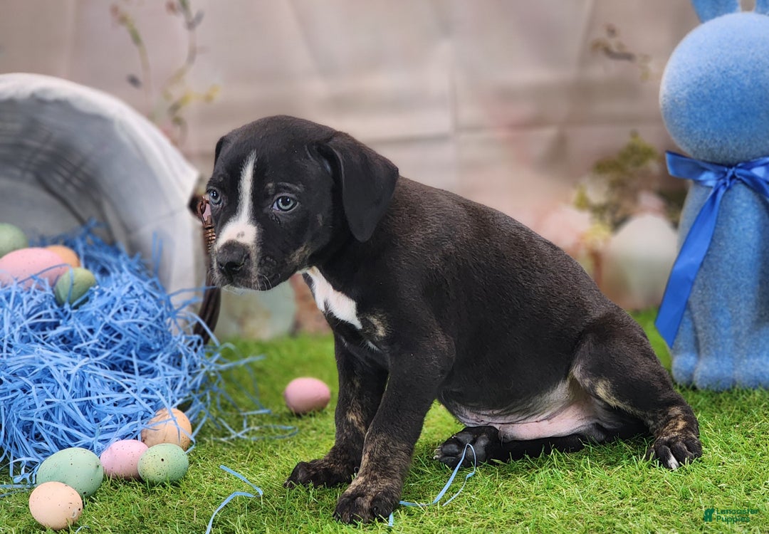 Catahoula Leopard Dog dogs for sale: Juliet 2025 Male 4 - Ad 11
