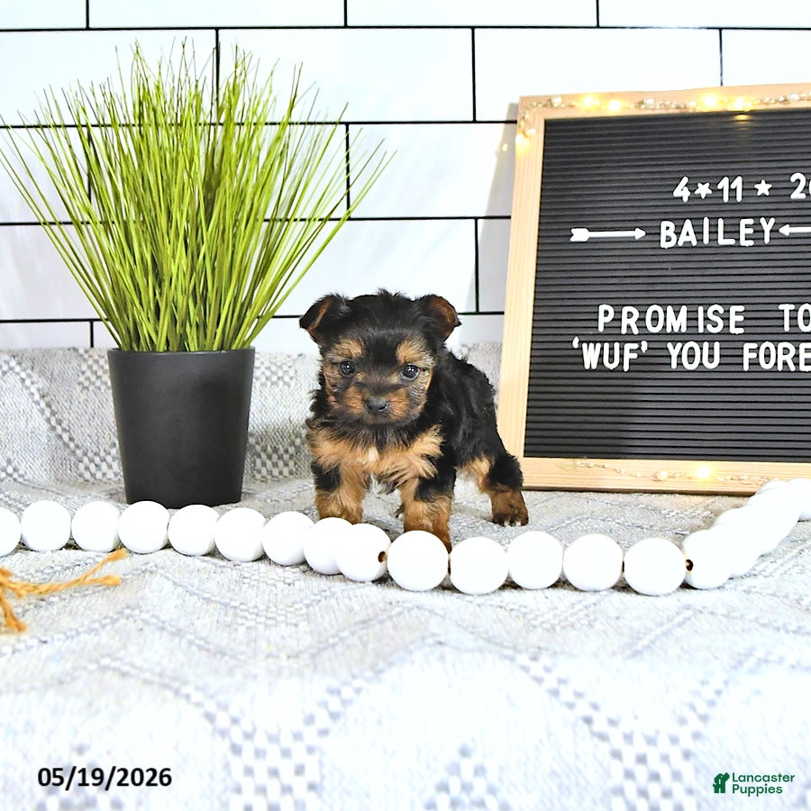 Yorkshire Terrier dogs Bailey - Ad 2