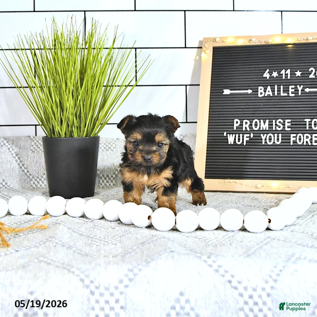 Yorkshire Terrier dogs for sale: Bailey - Ad 2