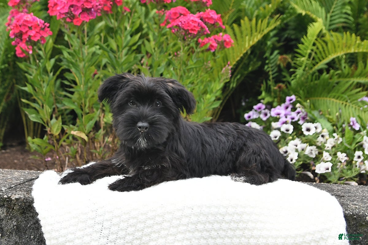Yorkiepoo dogs Maverick - Ad 1