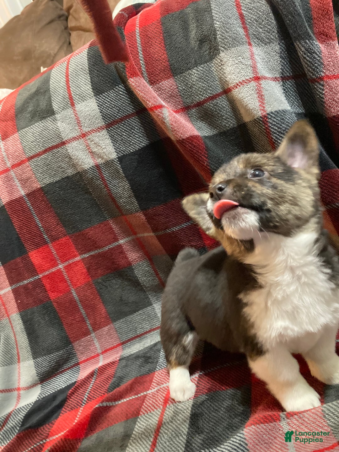 Mixed Breed dogs for sale: Trina - Ad 7