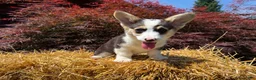 Welsh Corgi Pembroke dogs for sale: CLARK - Ad 13