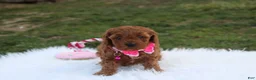 Cavapoo dogs for sale: Destiny  - Ad 6
