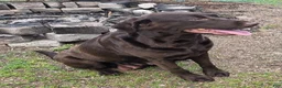 Labrador Retriever dogs for sale: Labrador Retriever 1 - Ad 2