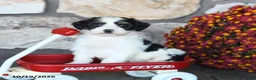 Mini Bernedoodle dogs for sale: Peanut  - Ad 3