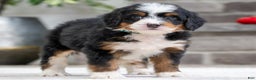 Mini Bernedoodle dogs for sale: Sparky - Ad 3