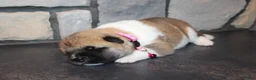 Akita dogs for sale: AKC Piper - Ad 3