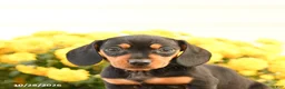 Miniature Dachshund dogs for sale: Darcy - Ad 5
