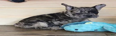 IRA BLUE MERLE