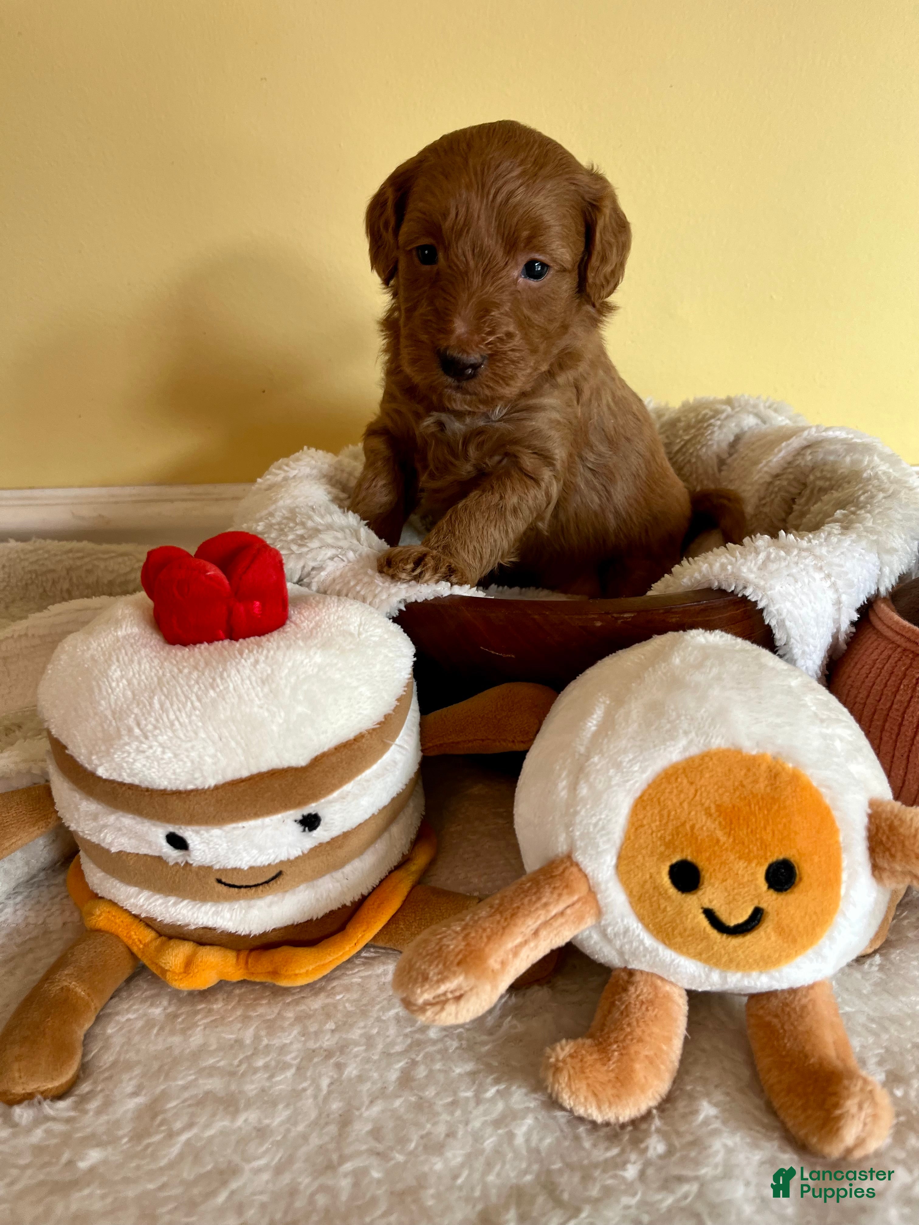 Mini Goldendoodle dogs Flapjack - Ad 39