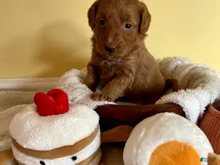 Mini Goldendoodle dogs Flapjack - Ad 39