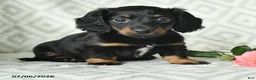 Dachshund dogs for sale: Betsy - Ad 3